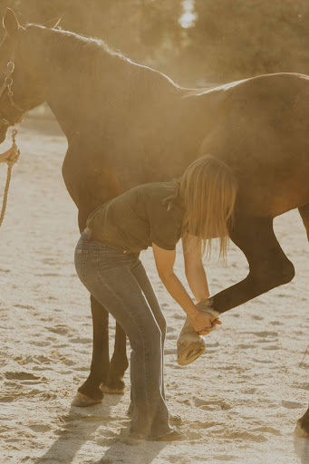 Equine sports medicine and lameness services