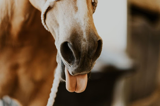 Equine dentistry services