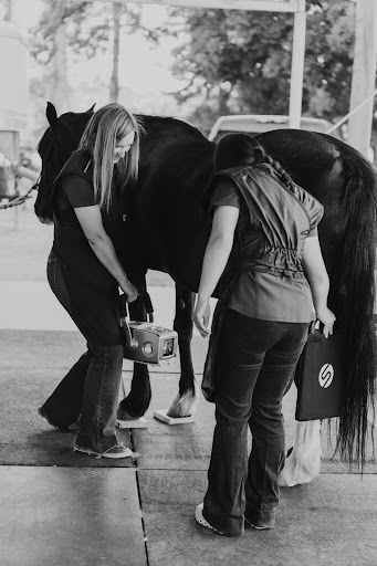Equine diagnostics services