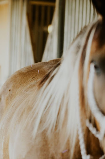 Equine acupuncture services