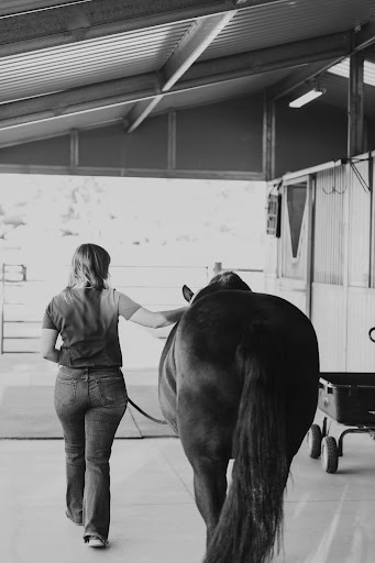 Equine elective surgery